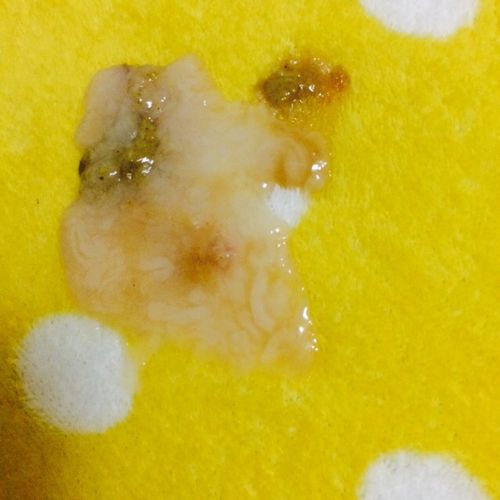 狗狗老吐白色粘液是啥症状会死吗？赶紧看看！-1