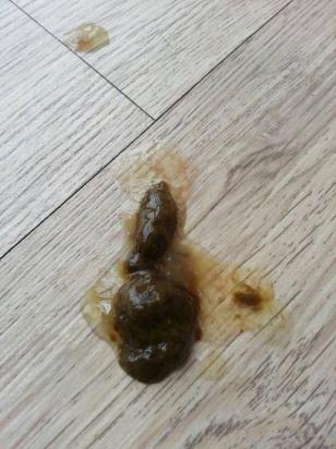 狗狗吃了驱虫药大便什么样-图1