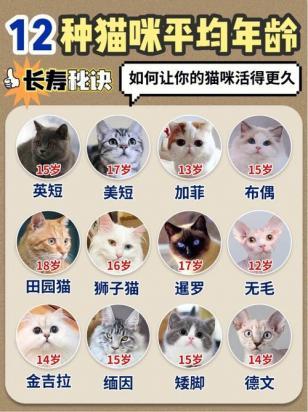 家里养猫到底好不好-图1