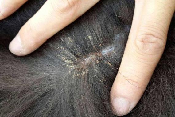 狗虱子怎么彻底去除最简单的方法-图1