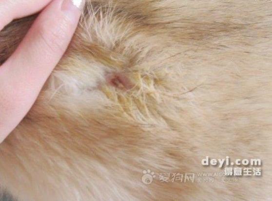 狗狗被蜱虫咬了有什么症状吗-图1
