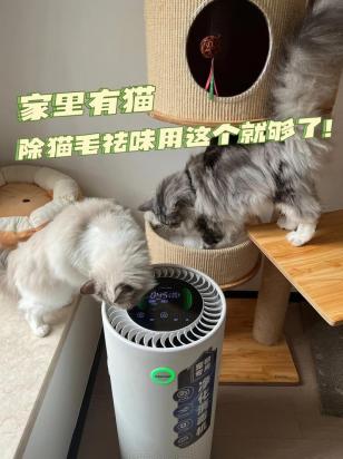 家里猫毛太多该怎么处理-图1