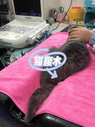 猫腹水是什么原因引起的-图1