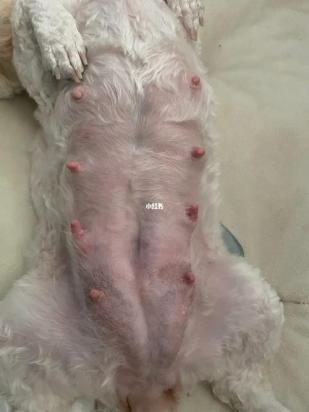 狗狗假孕涨奶可以挤吗