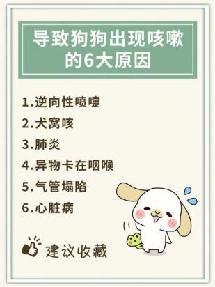 狗狗有点咳嗽但是精神很好怎么回事-图1