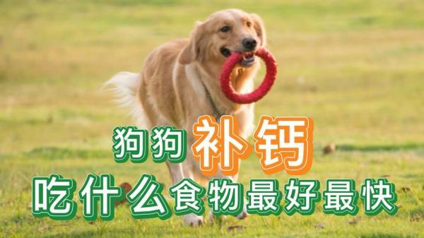 狗狗吃什么东西营养补得快-图1