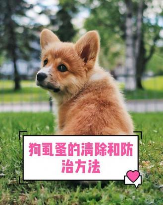 狗狗怎么会有虱子呢-图1