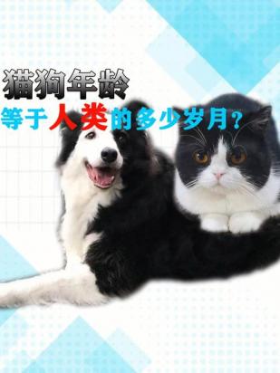 猫和狗的寿命哪个长一点