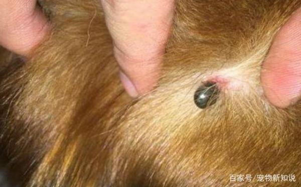 狗狗身上的蜱虫是怎么产生的-图1