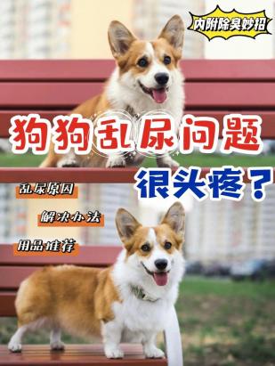 狗狗不停拉尿是怎么回事-图1