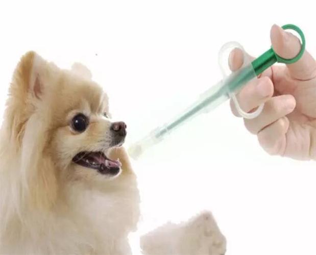 怎样给狗狗喂药吃