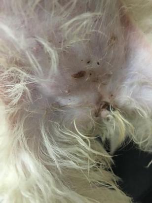 狗狗大腿内侧有鼓包怎么回事