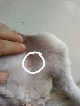狗狗肚子长白色的痘痘-图1