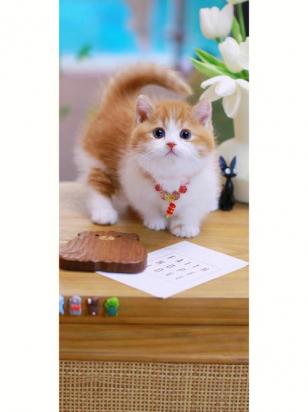 5个月的曼基康猫好养活吗-图1