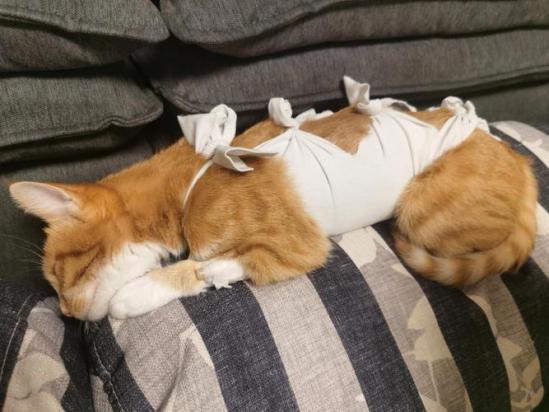 绝育后放归的猫结局怎么样-图1