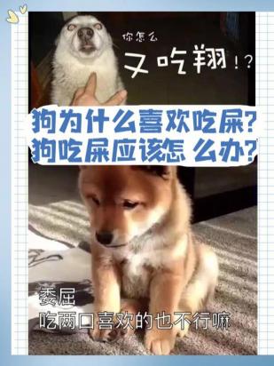 狗为什么吃屎是缺什么-图1