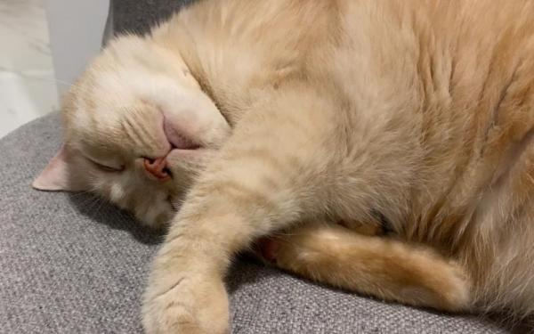猫发出呼呼呼低沉声音-图1
