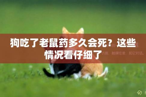 狗狗不小心误食老鼠药怎么办-图1