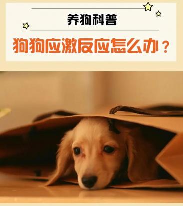 狗狗应激反应怎么缓解比较好-图1