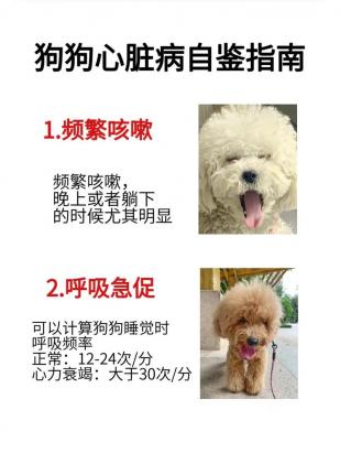 狗的心跳一分钟多少次算正常-图1