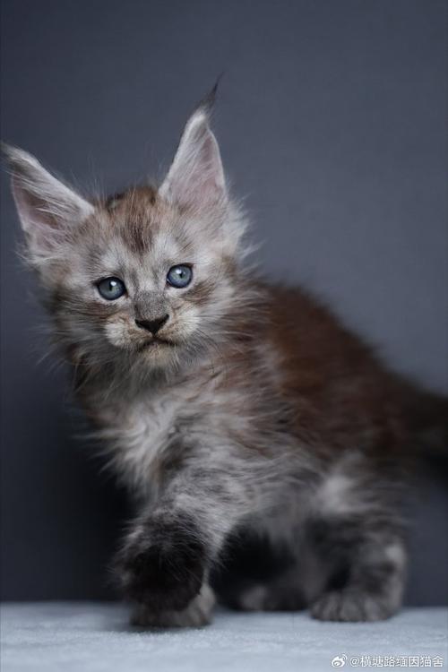 5个月的缅因猫好养活吗-图1