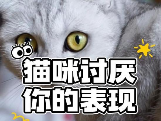 猫反感你的表现-图1