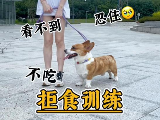 狗狗出门乱吃地上东西怎么训练比较好-图1