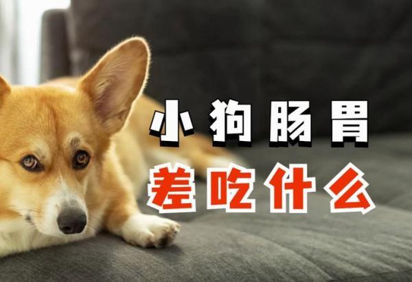 狗狗吐狗粮需要禁食吗多久-图1