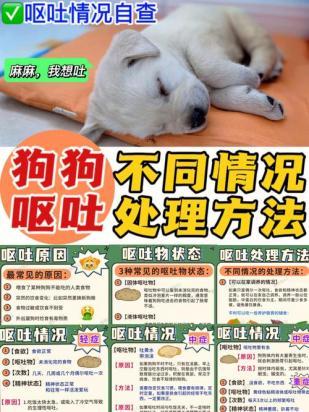 狗狗得细小一直吐怎么办-图1