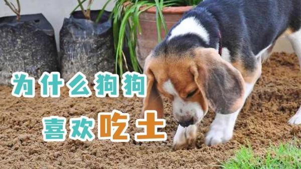狗为什么吃土和石头-图1