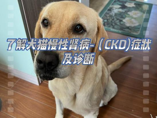 狗狗肾脏衰竭的临床表现有哪些-图1