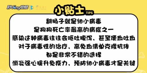 怎么预防狗狗翻肠子呢-图1