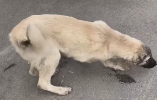 狗狗突然倒地四肢伸直尿失禁-图1