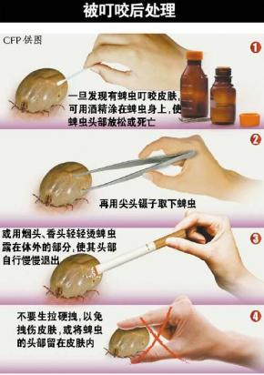 在狗狗身上发现蜱虫怎么办？-图1