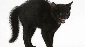 猫咪弓背是什么意思？猫弓腰是生病了吗？-1