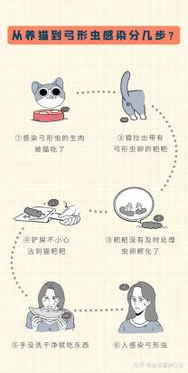猫感染弓形虫会有什么症状-图1