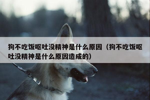 狗狗不吃不喝没精神是什么原因造成的-图1