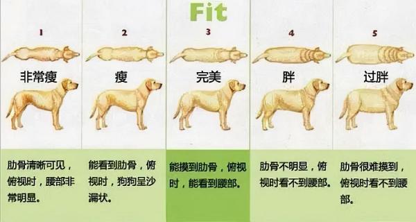狗怎么判断是不是腹水还是肥胖-图1