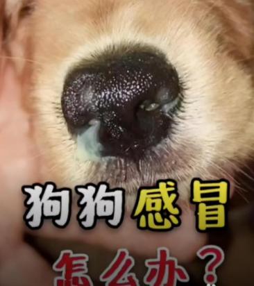 狗狗像卡到一样一直咳是怎么回事-图1