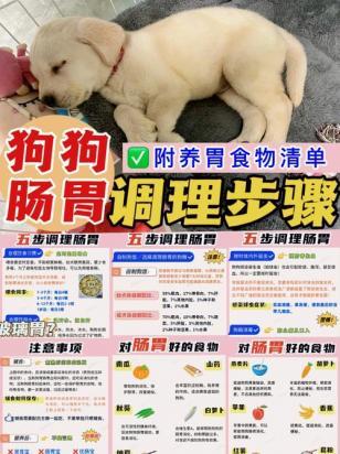 狗狗治胃病的最佳做法是什么-图1