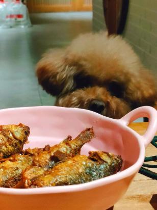 狗狗能不能吃鱼肉不-图1