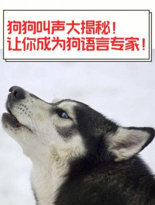 狗特别喜欢叫怎么办没事都叫-图1