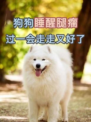 狗狗睡觉起来腿瘸一会儿就好了什么原因-图1