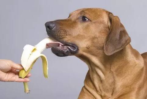 狗狗吃盐会掉毛吗？-图1
