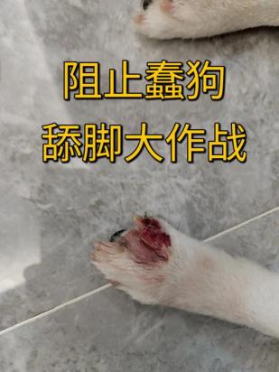 狗狗脚发炎一直舔怎么办-图1