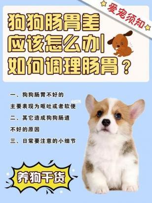 狗子上火给它吃什么食物比较好-图1