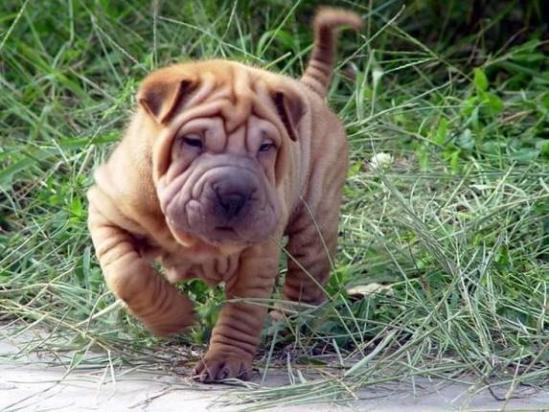5个月的沙皮犬好养活吗