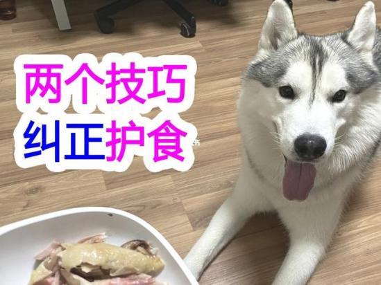 如何纠正狗狗护食问题-图1