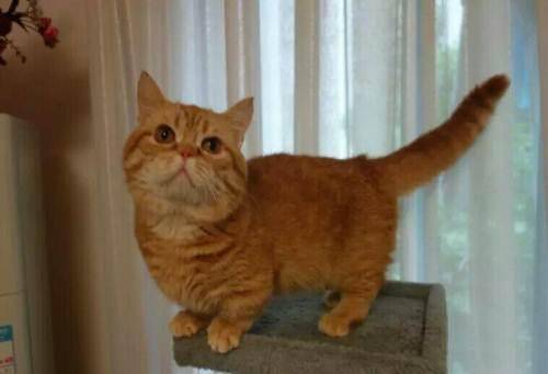 猫发情是什么样的