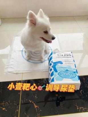 狗狗不在尿垫上面拉尿怎么办啊-图1